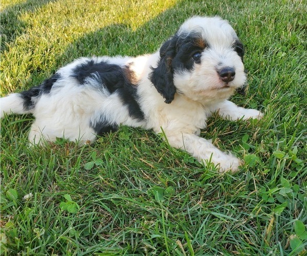 Medium Photo #12 Miniature Bernedoodle Puppy For Sale in LEETONIA, OH, USA