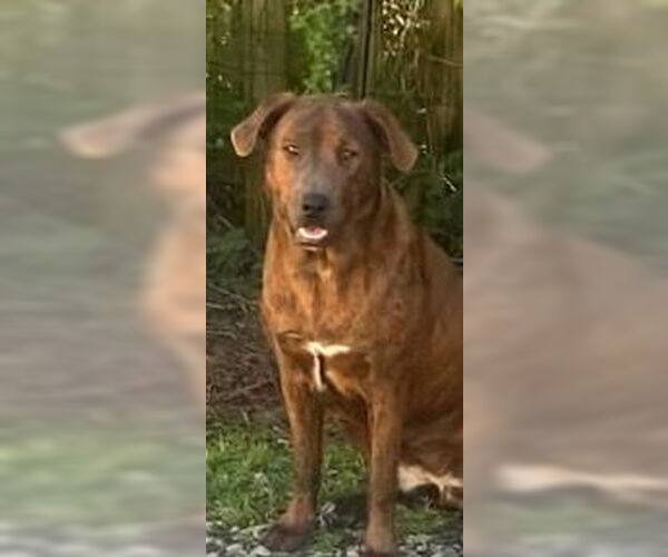 Medium Photo #4 Mutt Puppy For Sale in Holly Springs, NC, USA