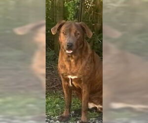 Sassy - Female Mutt Dog for Adoption - Photo #4
