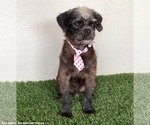 Small #1 Pug-A-Poo