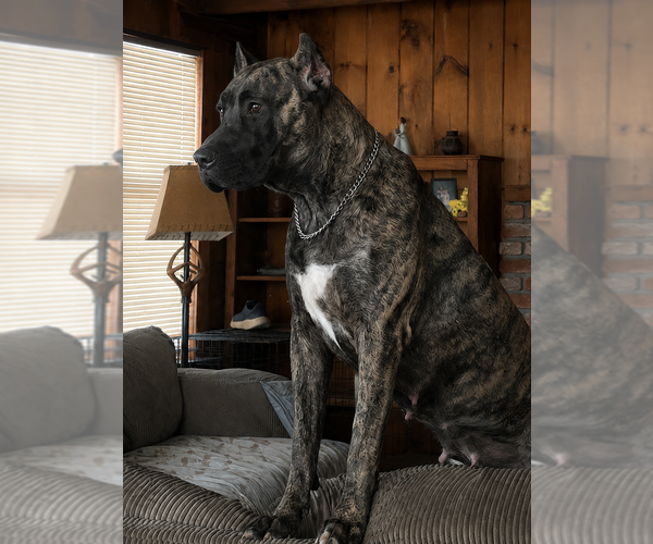 Medium Photo #1 Presa Canario Puppy For Sale in ANSON, ME, USA
