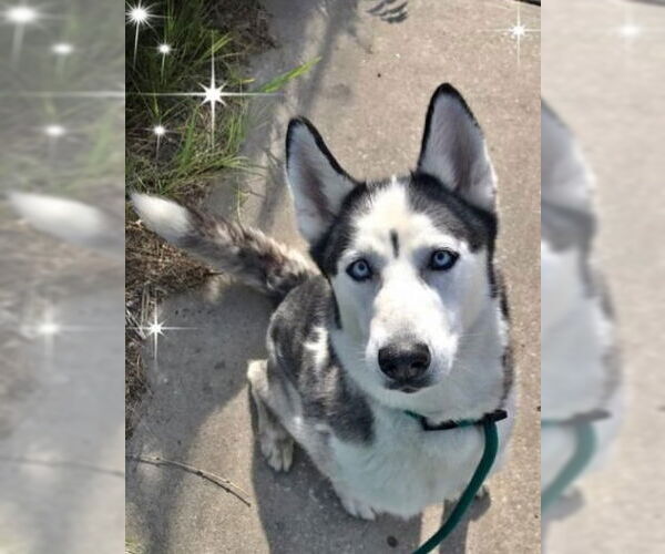 Medium Photo #6 Siberian Husky Puppy For Sale in Severn, MD, USA