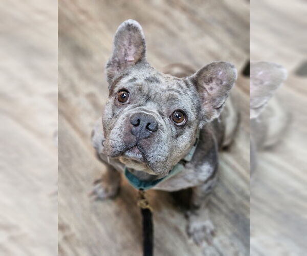 Medium Photo #5 French Bulldog Puppy For Sale in Lake elsinore, CA, USA