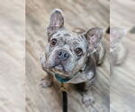 Small #4 French Bulldog