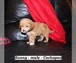 Small #1 Cockapoo (Miniature)