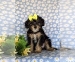 Small Photo #8 Poodle (Miniature)-Shorkie Tzu Mix Puppy For Sale in KIRKWOOD, PA, USA