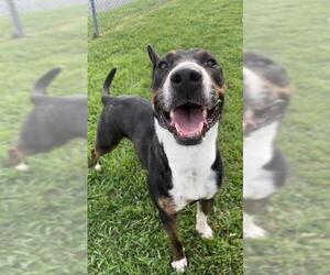 Bull Terrier-Labrador Retriever Mix Dogs for adoption in Rosenberg, TX, USA