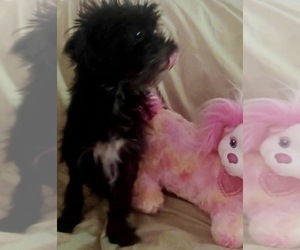 Mother of the Malchi-Poodle (Miniature) Mix puppies born on 05/14/2026