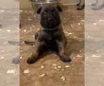 Small Photo #2 Belgian Malinois Puppy For Sale in MISSION, TX, USA