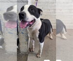 RILEY - Female Mutt Dog for Adoption - Small photo