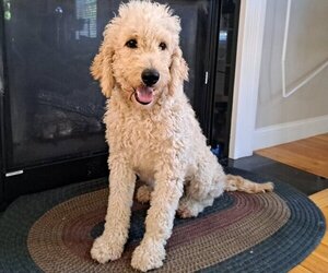 Mother of the Goldendoodle puppies born on 09/06/2025