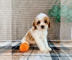Small #2 Cavapoo (Miniature)