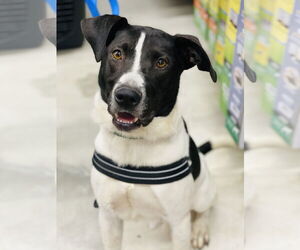 Chester 2 *Adopt or Foster* - Male Mutt Dog for Adoption - Photo #3