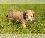 Puppy 5 Dachshund
