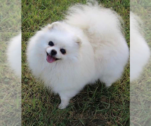 Father of the Pomeranian puppies born on 04/16/2026