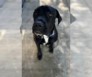 Mastiff-Unknown Mix Dogs for adoption in Chico, CA, USA