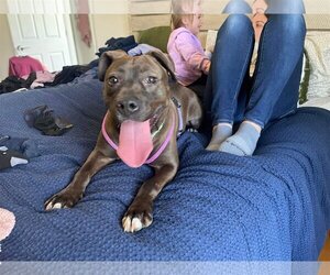 American Pit Bull Terrier Dogs for adoption in Clinton , MI, USA