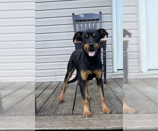 Medium Photo #6 Jack Russell Terrier-Mountain Cur Mix Puppy For Sale in Rockaway, NJ, USA