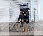 Small #5 Jack Russell Terrier-Mountain Cur Mix