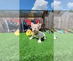 Image preview for Ad Listing. Nickname: Cream male pupp