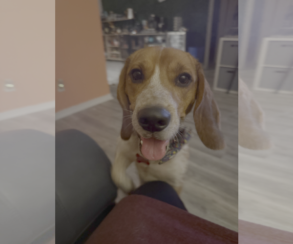 Medium Photo #3 Beagle Puppy For Sale in Tampa, FL, USA
