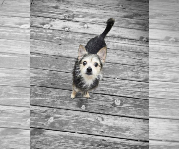 Medium Photo #4 Chihuahua-Unknown Mix Puppy For Sale in Columbus, IN, USA