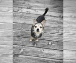 Small #3 Chihuahua Mix