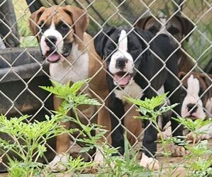 Boxer Puppy for sale in STONY POINT, NC, USA