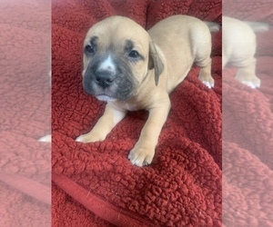 America Bandogge Mastiff-Cane Corso Mix Puppy for Sale in KINGSPORT, Tennessee USA