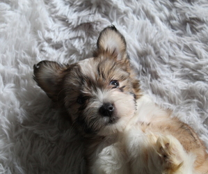 Shorkie Tzu Puppy for sale in PORTLAND, OR, USA