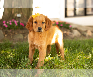 Golden Retriever Puppy for sale in WOLCOTTVILLE, IN, USA