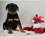 Small Photo #13 Rottweiler Puppy For Sale in NAPPANEE, IN, USA
