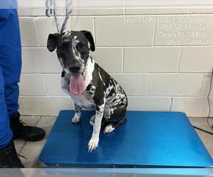 Great Dane Dogs for adoption in Ocala, FL, USA