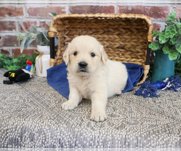 Medium Photo #8 Golden Retriever Puppy For Sale in SYRACUSE, IN, USA