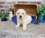 Small #7 Golden Retriever