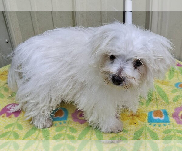 Medium Photo #3 Maltese Puppy For Sale in Mountain View, MO, USA