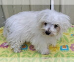 Small #2 Maltese