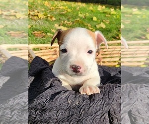 Jack Russell Terrier Puppy for sale in FREDERICKSBURG, OH, USA