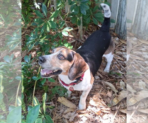 Medium Photo #24 Beagle Puppy For Sale in Dunnellon, FL, USA