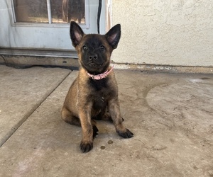 Belgian Malinois Puppy for sale in SUN CITY, CA, USA