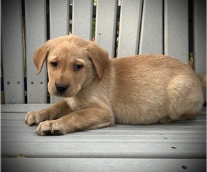 Labrador Retriever Puppy for sale in AUGUSTA, WI, USA