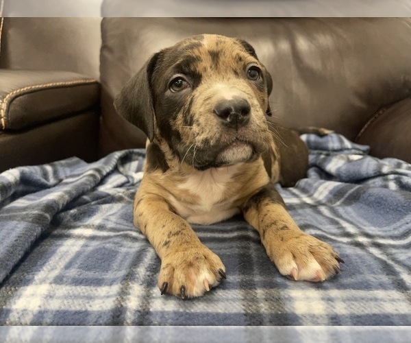 Medium Photo #114 American Bully Puppy For Sale in REESEVILLE, WI, USA