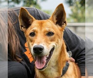 Zafrani - Female Mutt Dog for Adoption - Photo #4