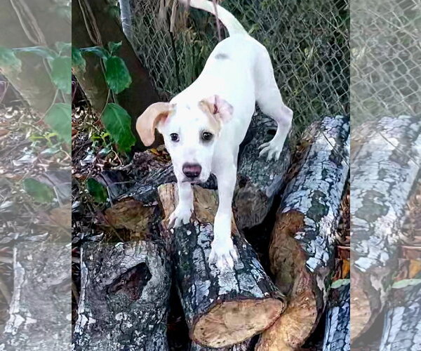 Medium Photo #2 Catahoula Bulldog Puppy For Sale in Sanford, FL, USA