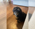 Puppy Puppy 1 Bernedoodle
