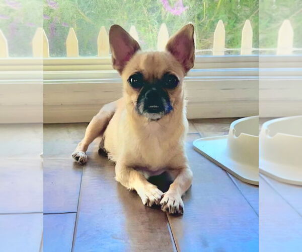 Medium Photo #9 Chug Puppy For Sale in Lake Forest, CA, USA