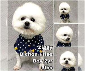 Bichon Frise Dogs for adoption in Seattle, WA, USA