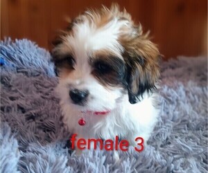 Silky Cocker Puppy for sale in WOBURN, MA, USA