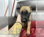 Small Photo #23 Belgian Malinois Puppy For Sale in REESEVILLE, WI, USA