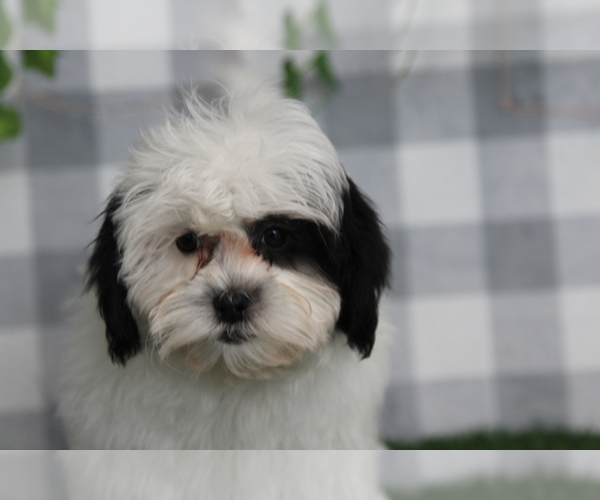 Medium Photo #1 Shih-Poo Puppy For Sale in MARIETTA, GA, USA